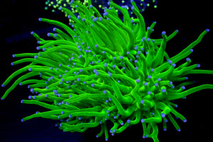 Ultra Bright Indo Blue Tip Green Torch