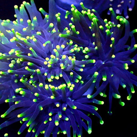 Indo Green Tip Purple Torch - Corals Anonymous