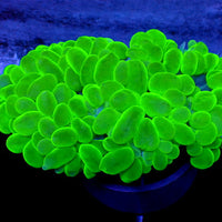 WYSIWYG Neon Green Bubble Coral
