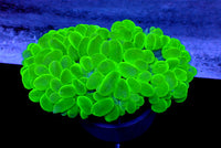 WYSIWYG Neon Green Bubble Coral
