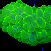 WYSIWYG Neon Green Bubble Coral
