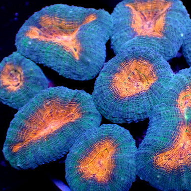 Orange Blue Lobophyllia - Corals Anonymous