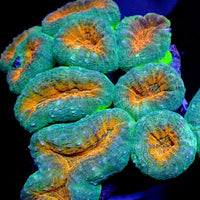 Orange Teal Lobophyllia

