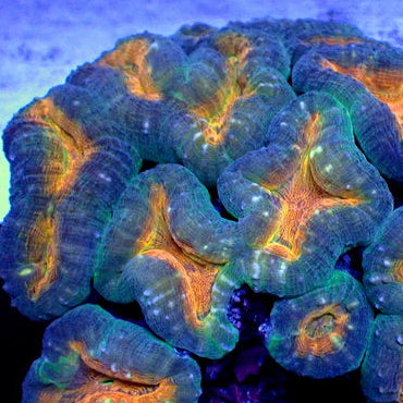 Rainbow Solarflare Lobophyllia - Corals Anonymous