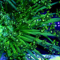 Neon Green Goniopora (0.5-1” Frag)
