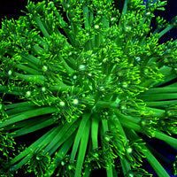 Neon Green Goniopora (0.5-1” Frag)
