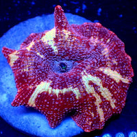 Lovebound Jawbreaker Discosoma Mushroom (Rare)
