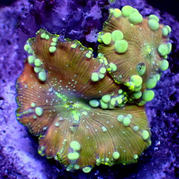 Reverse Neptune Bounce Discosoma Mushroom - Corals Anonymous
