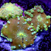 Reverse Neptune Bounce Discosoma Mushroom
