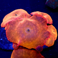 Ultra Solar Discosoma Mushroom
