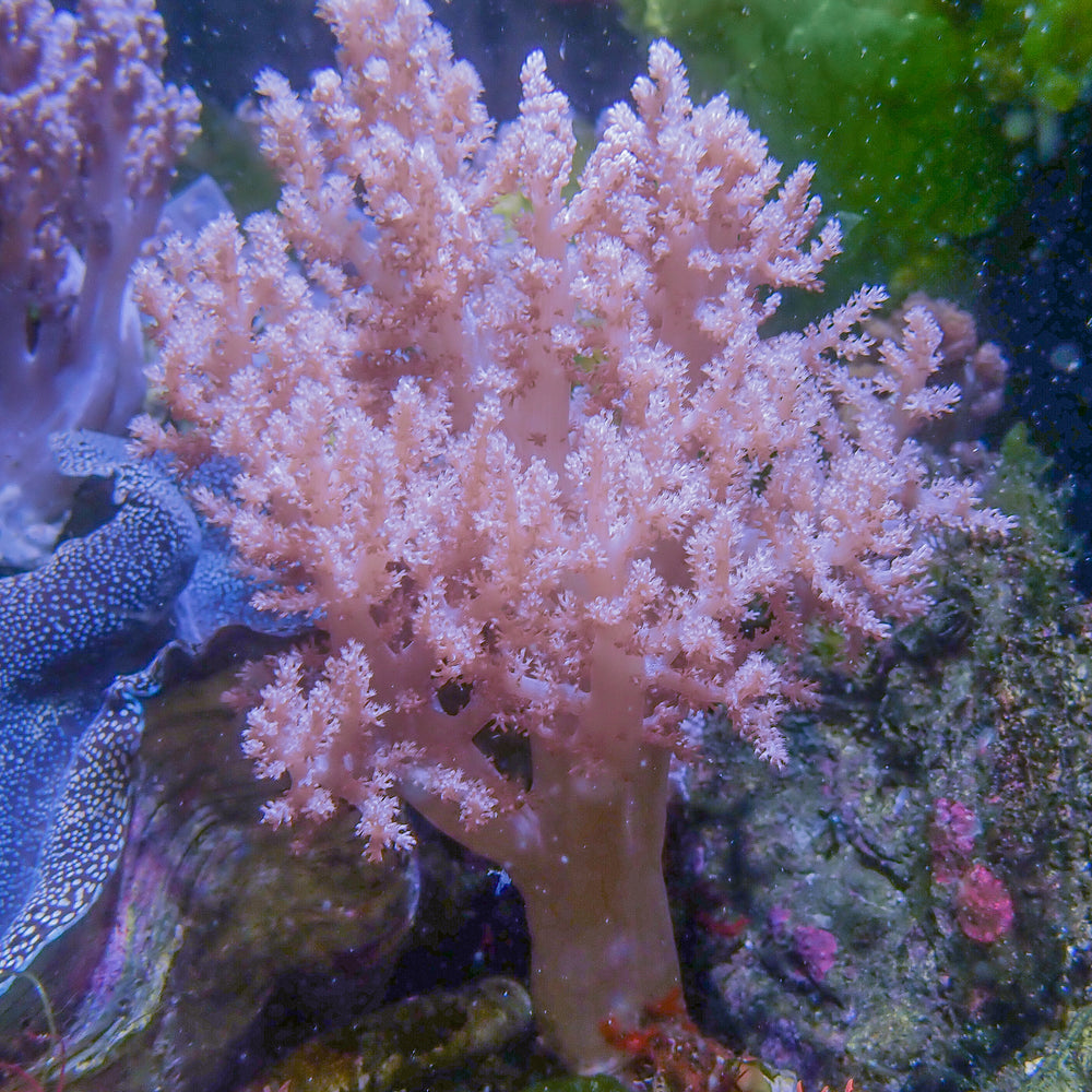 WYSIWYG CA Pink Blossom Nephthea Tree Soft Coral Mother Colony (XL, 6-7