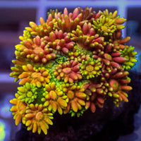 WYSIWYG Rainbow Hippie Dream Goniopora (1" Frag)