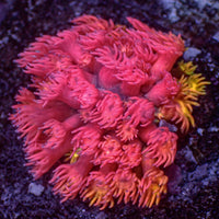 WYSIWYG Passionfruit Punch Goniopora (1" Frag)