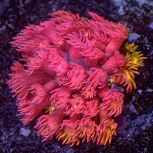 WYSIWYG Passionfruit Punch Goniopora (1" Frag)