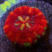 WYSIWYG Aussie Lava Button Scoly (0.5-1.5”)