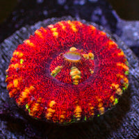 WYSIWYG Aussie Lava Button Scoly (0.5-1.5”)