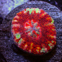 WYSIWYG Multicolor Aussie Lava Button Scoly (0.5-1.5”)