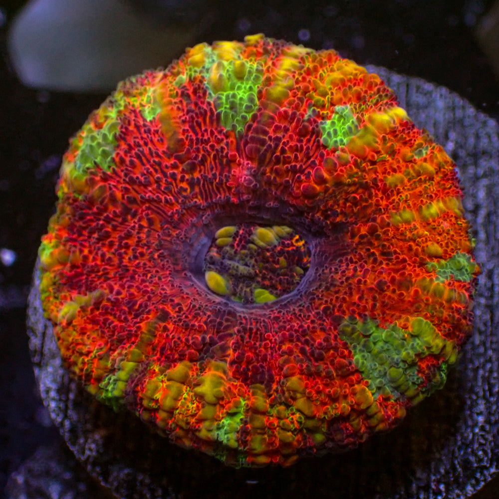 WYSIWYG Aussie Rainbow Lava Button Scoly (0.5-1.5”)