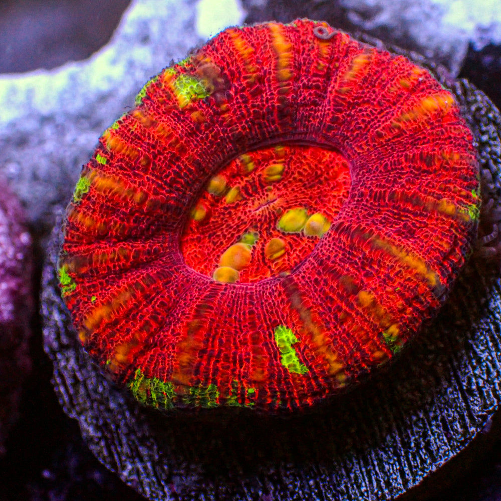 WYSIWYG Aussie Lava Button Scoly (0.5-1.5”)