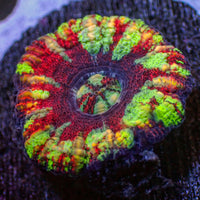 WYSIWYG Aussie Rainbow Lava Button Scoly (0.5-1.5”)