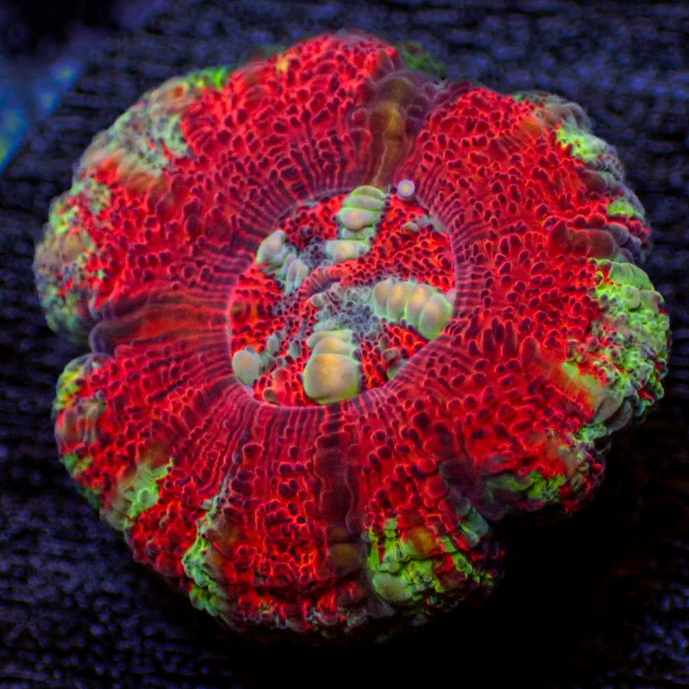 WYSIWYG Aussie Lava Button Scoly (0.5-1.5”)