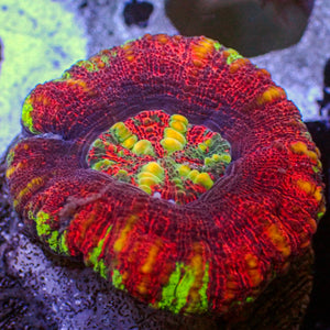 WYSIWYG Multicolor Aussie Lava Button Scoly (0.5-1.5”)