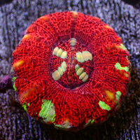 WYSIWYG Aussie Lava Button Scoly (0.5-1.5”)