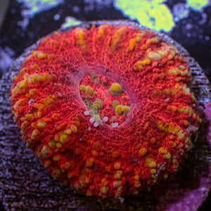 WYSIWYG Aussie Lava Button Scoly (0.5-1.5”)