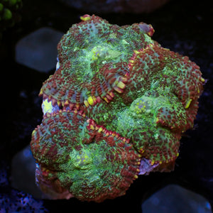 WYSIWYG Jungle Rage Rhodactis Mushroom Colony (3 Polyps)