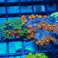 WYSIWYG Ultra Icy Fire Multicolor Zoa Colony (65+ polyps)