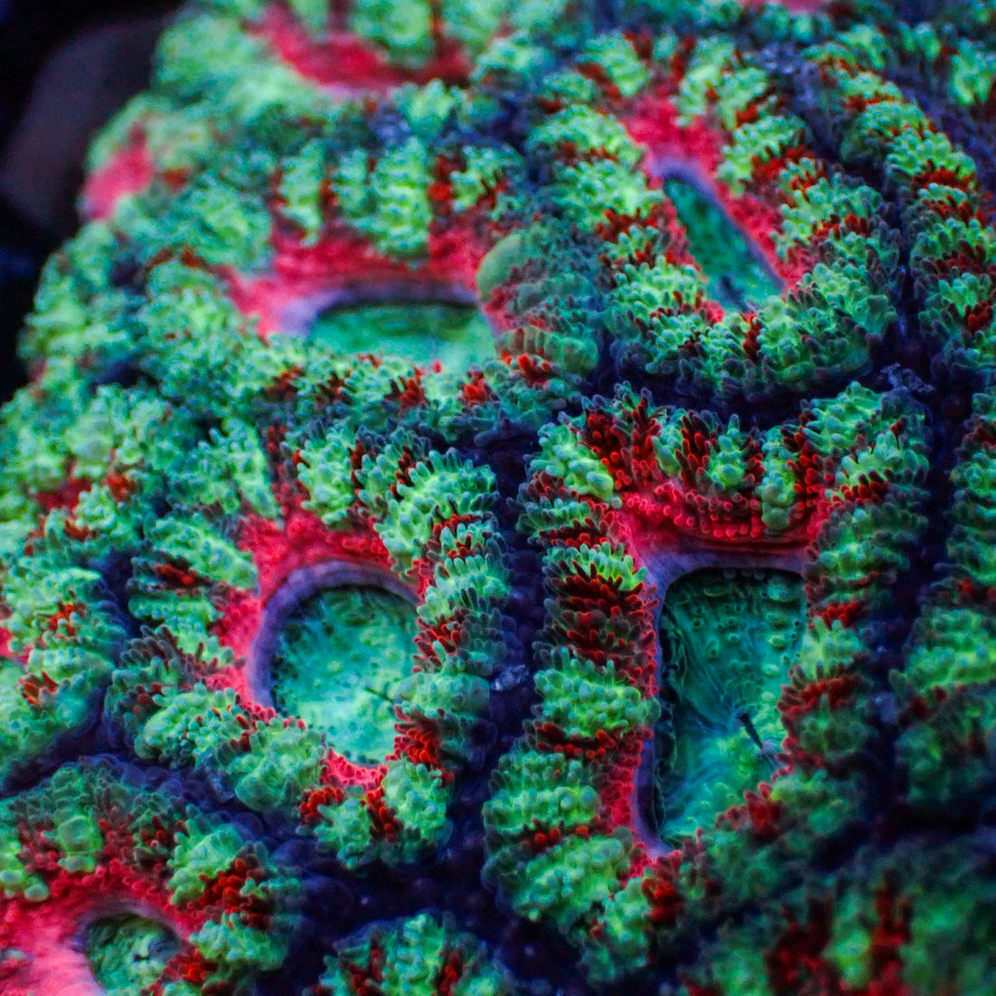 Pink Carnival Rainbow Acans (2-3 Polyps) - Corals Anonymous