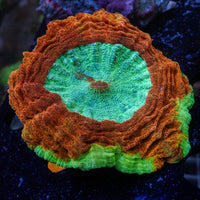 WYSIWYG Ultra Rainbow Aurora Aqua Flame Acanthophyllia (4-5")