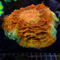 WYSIWYG Ultra Rainbow Atomic Amber Acanthophyllia (5-6")