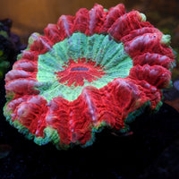 WYSIWYG Rainbow Superman Acanthophyllia (4-5")