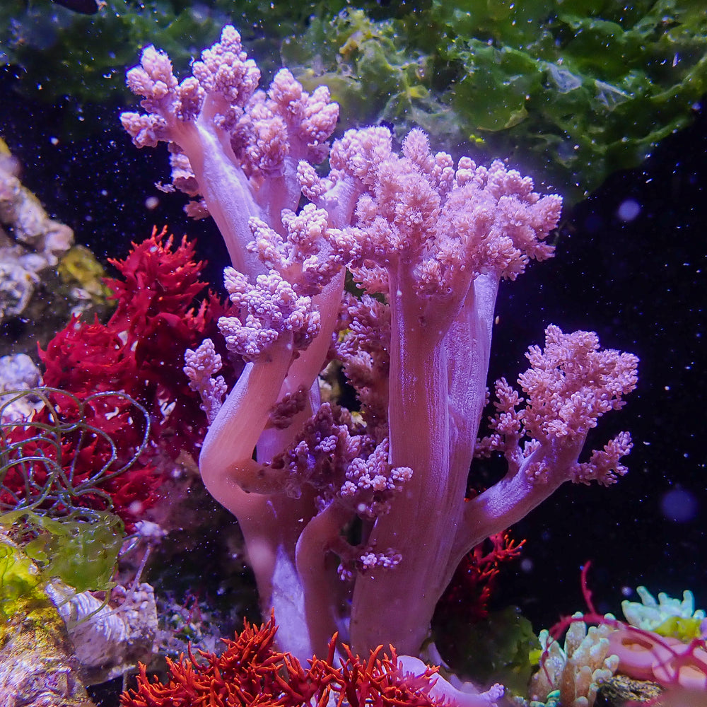 WYSIWYG CA Pink Blossom Nephthea Tree Soft Coral Mother Colony (XL, 5-7