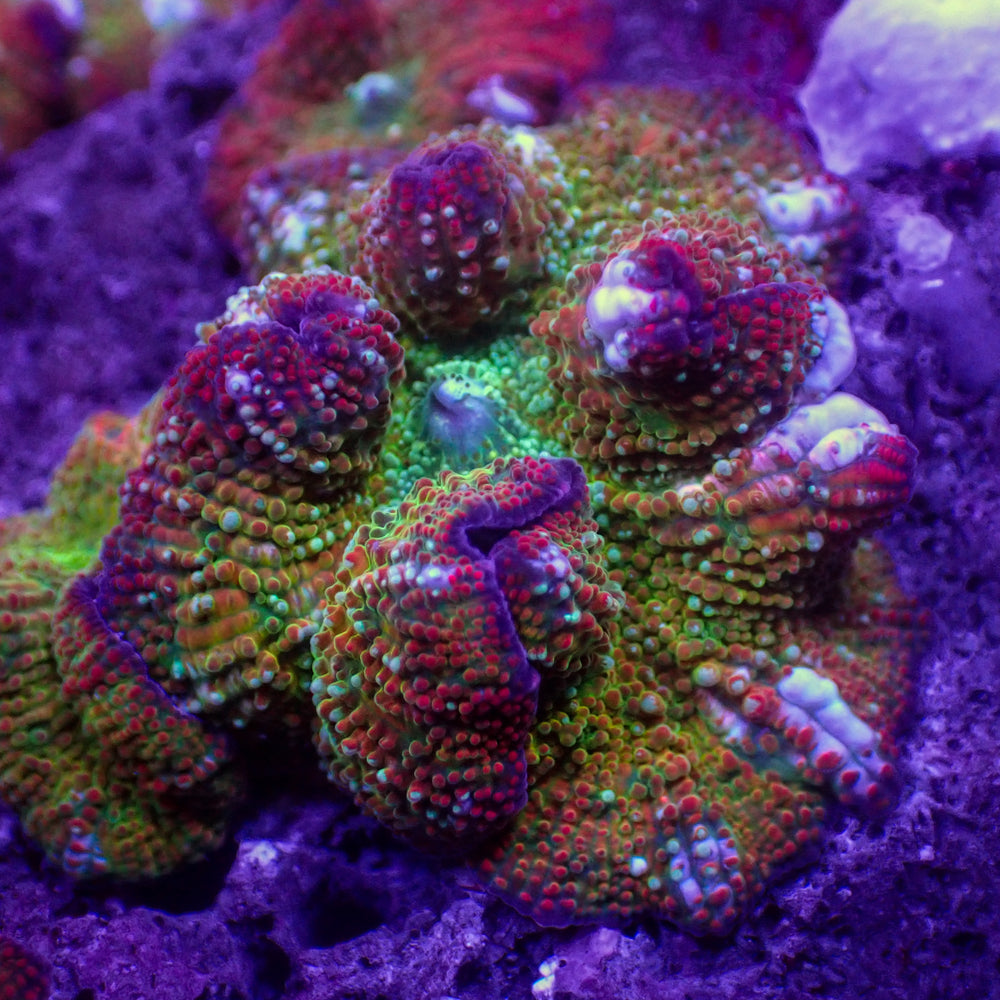 Bifrost Rainbow Discosoma Mushroom (Rare)