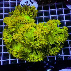 WYSIWYG Pink Tip Electric Yellow Elegance Colony (6-7", Rare)