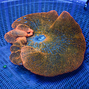 WYSIWYG Haddoni Orange Sunkist Rainbow Carpet Anemone (8-9")