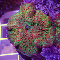 Psychedelic Trip Rainbow Discosoma Mushroom - Corals Anonymous
