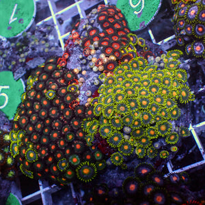 WYSIWYG Ultra Rainbow Multicolor Zoa Colony (130+ polyps)