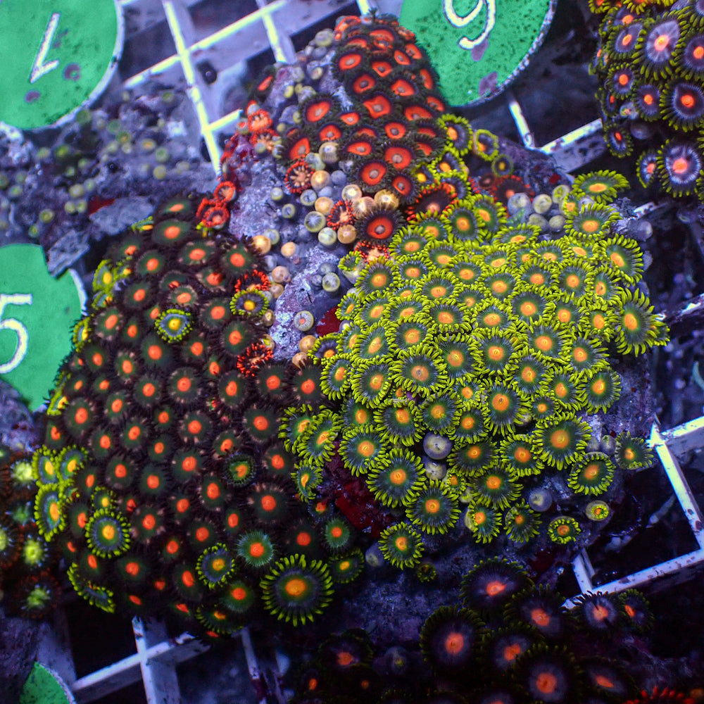 WYSIWYG Ultra Rainbow Multicolor Zoa Colony (130+ polyps)