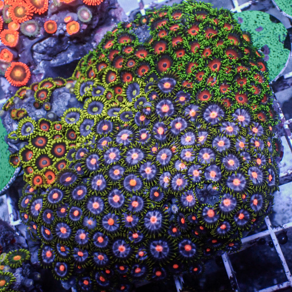 WYSIWYG Ultra Rainbow Multicolor Zoa Colony (170+ polyps)