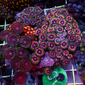 WYSIWYG Rainbow Zoa Combo Colony (50+ Polyps)