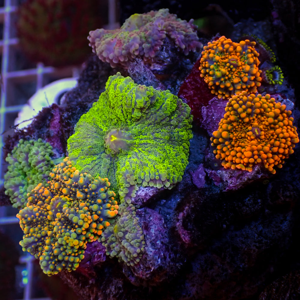 WYSIWYG Rainbow Yuma Mushroom Combo Colony w/ Zoa (7 Polyps)