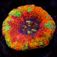 WYSIWYG Aussie Ultra Rainbow Lava Button Scoly (0.5-1.5”)