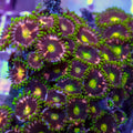 Pink Jester Zoa Colony (10-15 Polyps) - Corals Anonymous