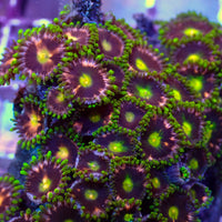 Pink Jester Zoa Colony (10-15 Polyps) - Corals Anonymous
