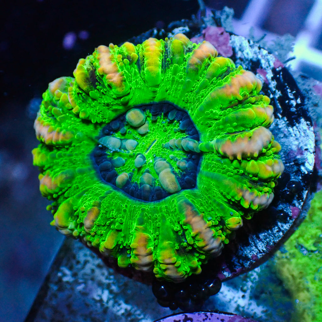WYSIWYG Aussie Pink Stripe UFO Button Scoly (0.5-1") - Corals Anonymous