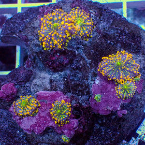 WYSIWYG Acid Trip Yuma Mushroom Combo (8 Polyps)