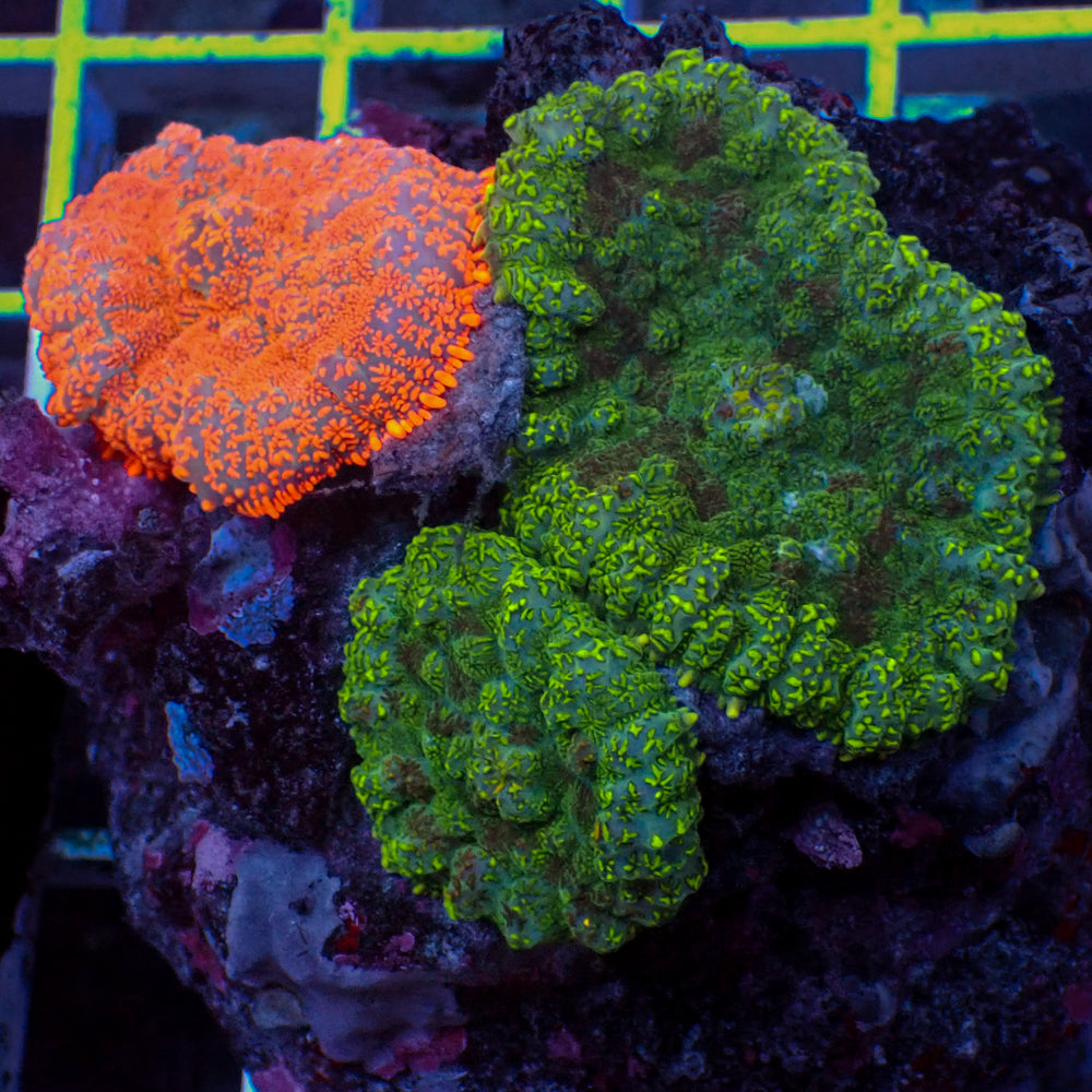 WYSIWYG Green & Orange Rhodactis Mushroom Combo Colony (3 Polyps)